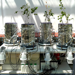 Lab lysimeters in greenhouse cultivationuse