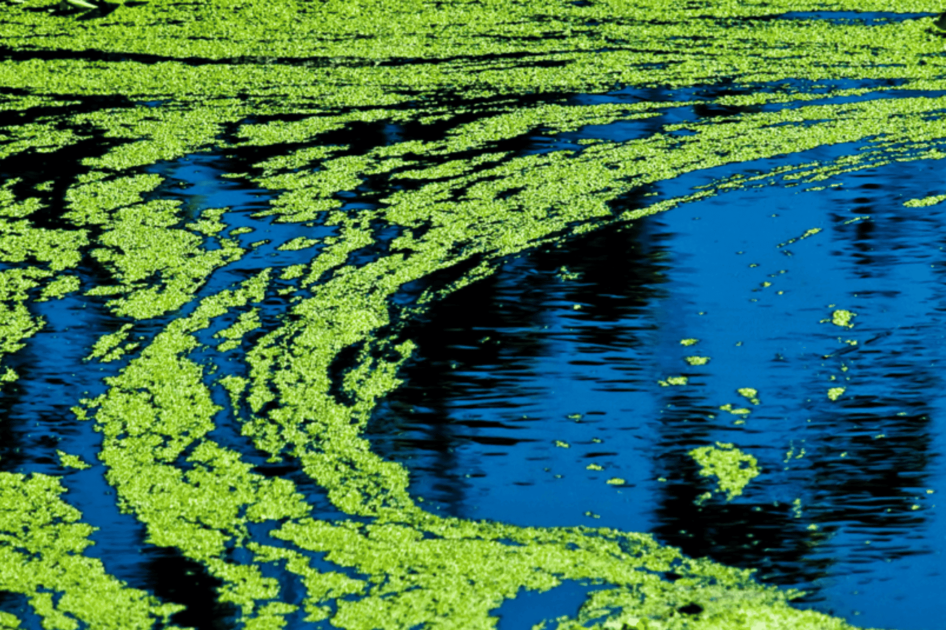 Surveillance des algues bleu-vert : Comment réduire les risques ?